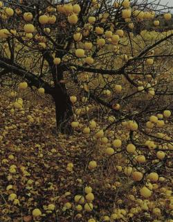 Eliot Porter - Selected images from Intimate Landscapes, 1965-1977