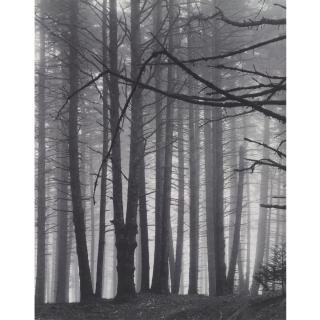 Eliot Porter - Selected Nature Studies