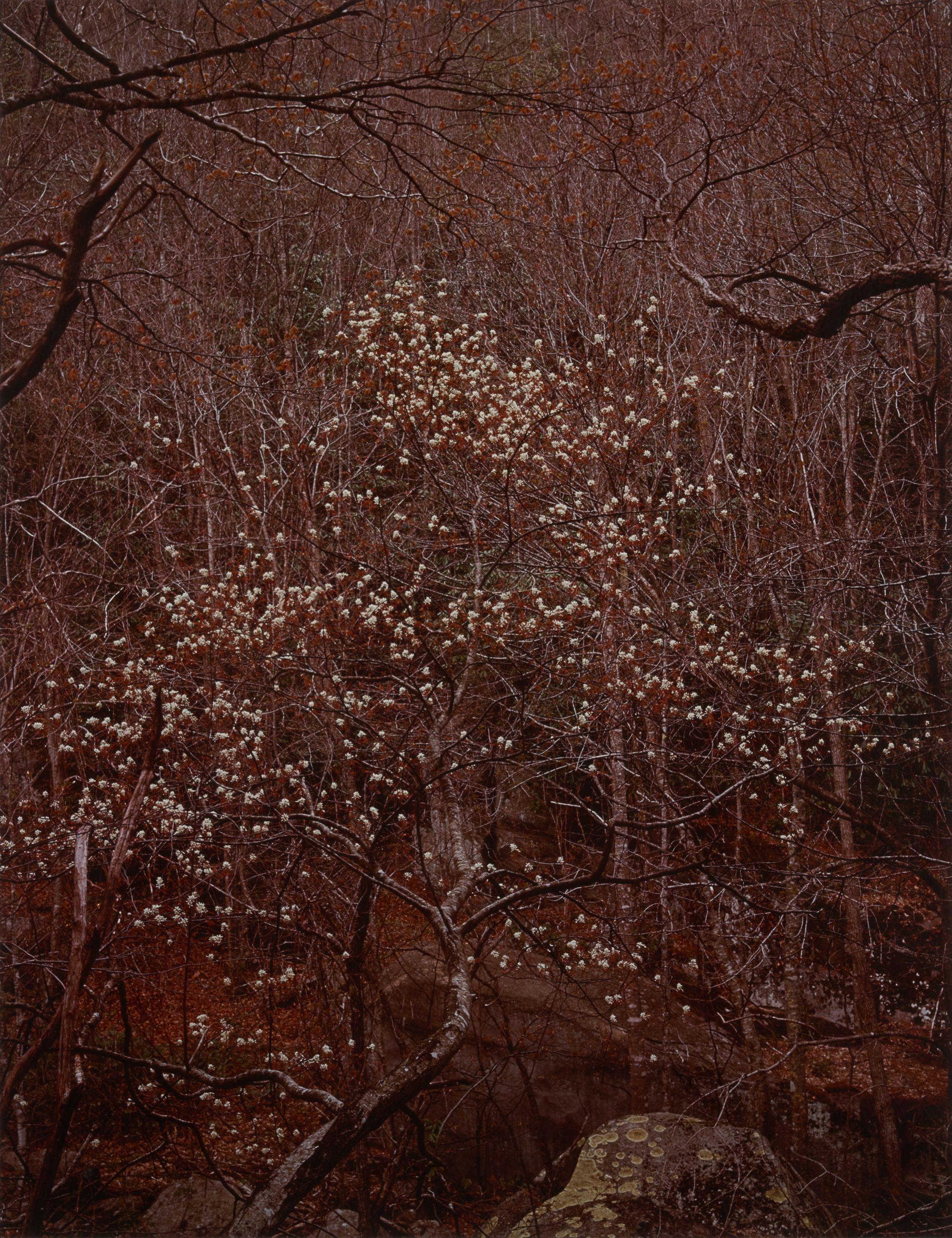 Eliot Porter - Shad Tree in Bloom, Great Smoky Mountains