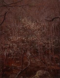 Eliot Porter - Shad Tree in Bloom, Great Smoky Mountains