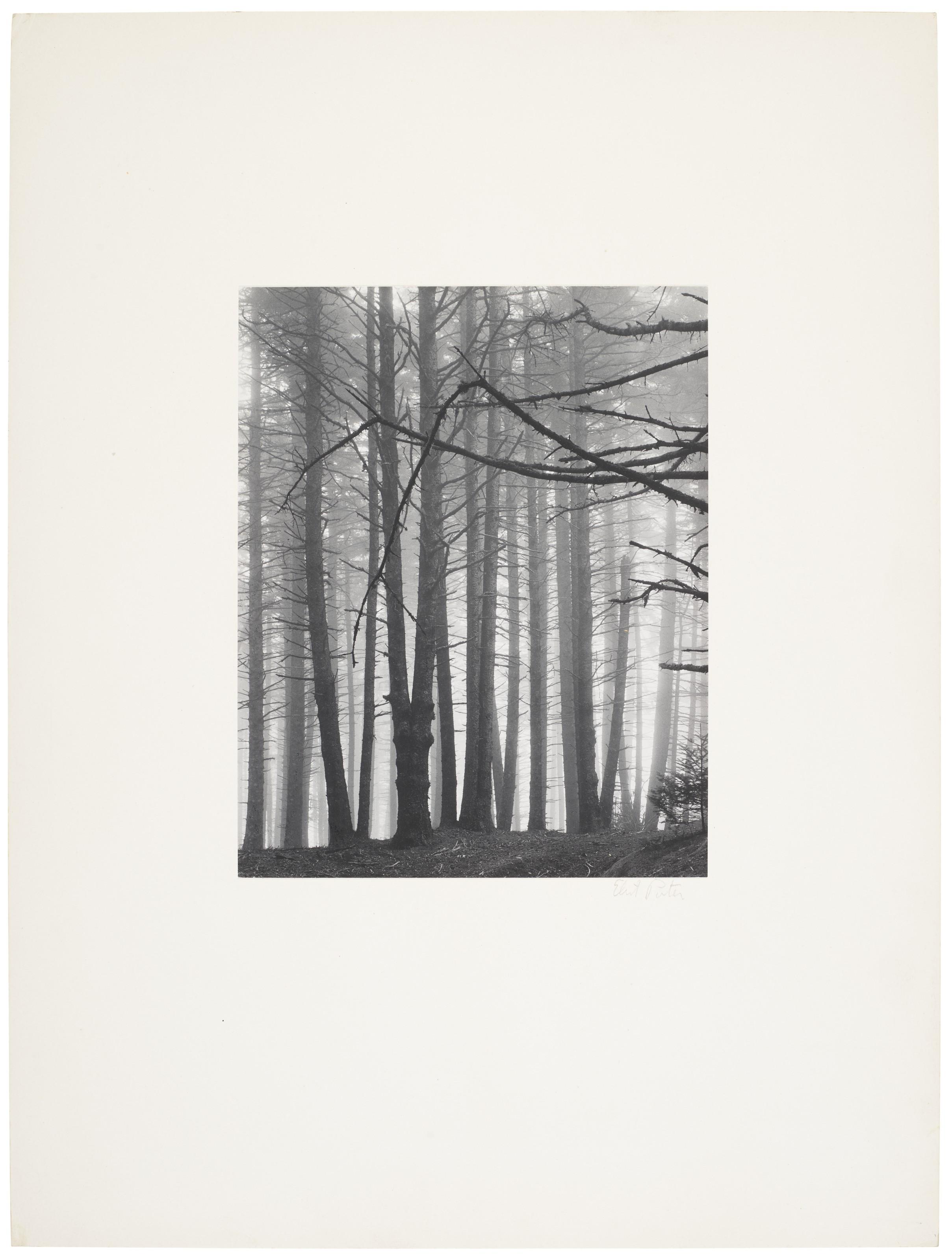 Eliot Porter - Spruce Trees In Fog, Great Spruce Head Island, Maine, 1954
