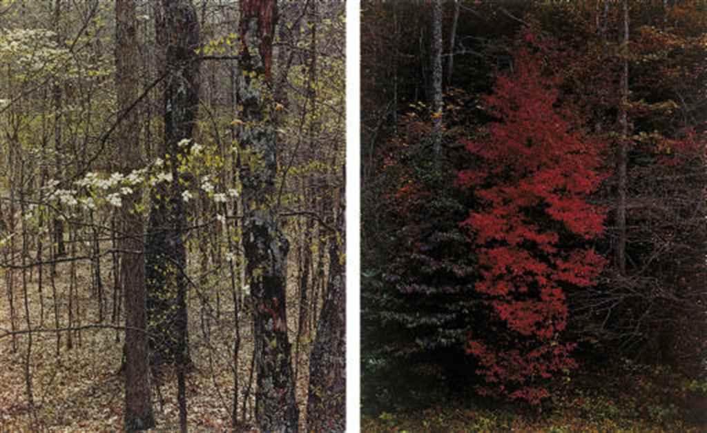 Eliot Porter - Trees, 1958-1975