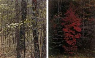 Eliot Porter - Trees, 1958-1975