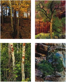 Eliot Porter - \'Trees\'