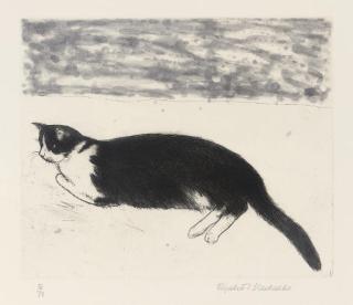 Elizabeth Blackadder RA - Fred, from Cats Portfolio