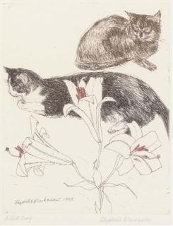 Elizabeth Blackadder - Cats and Lilies