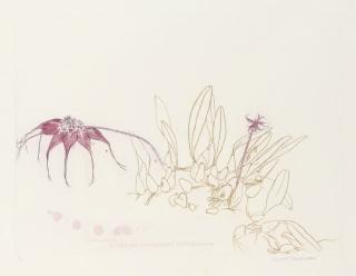 Elizabeth Blackadder - Orchidaceae Bulbophyllum Rothschididnum