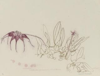 Elizabeth Blackadder - Orchidaceae Masdevallia Coccinea