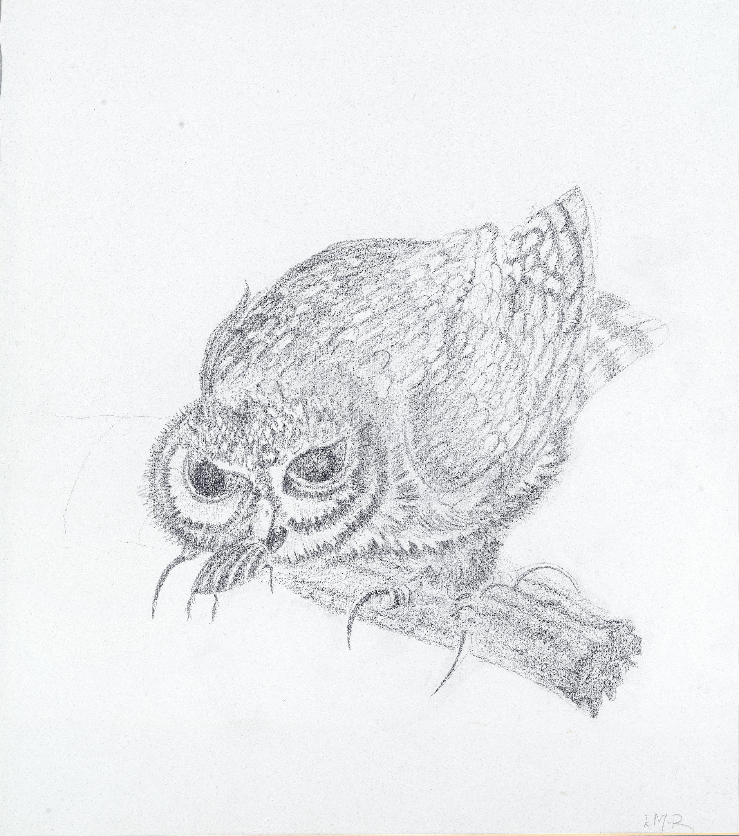 Elizabeth MacDonald-Buchanan - Long-eared owl; Owl capturing a beetle; Two field mice
