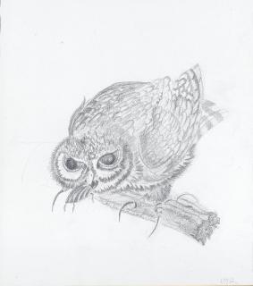 Elizabeth MacDonald-Buchanan - Long-eared owl; Owl capturing a beetle; Two field mice