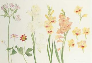 Elizabeth Violet Blackadder, R.A., R.S.A., R.S.W. - Gladioli