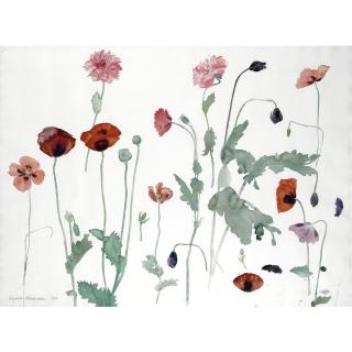 Elizabeth Violet Blackadder, R.S.A., R.A. - Poppies