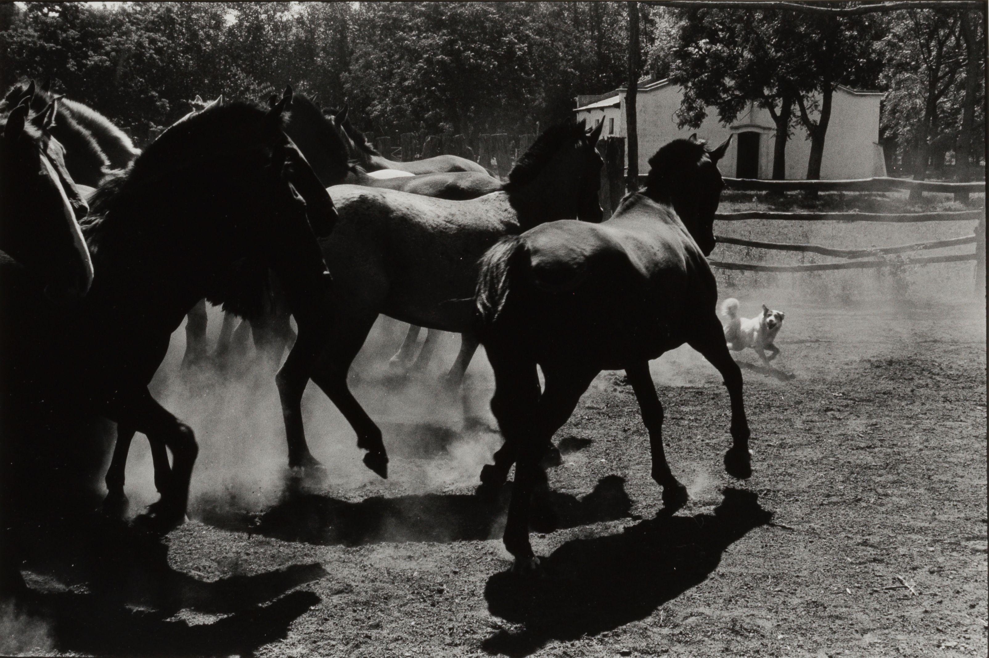 Elliott Erwitt - \'Argentina\' (Horses and Dog)