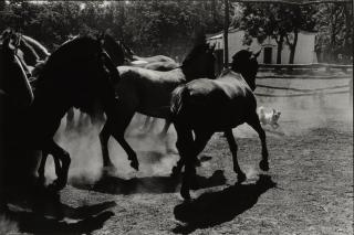 Elliott Erwitt - \'Argentina\' (Horses and Dog)