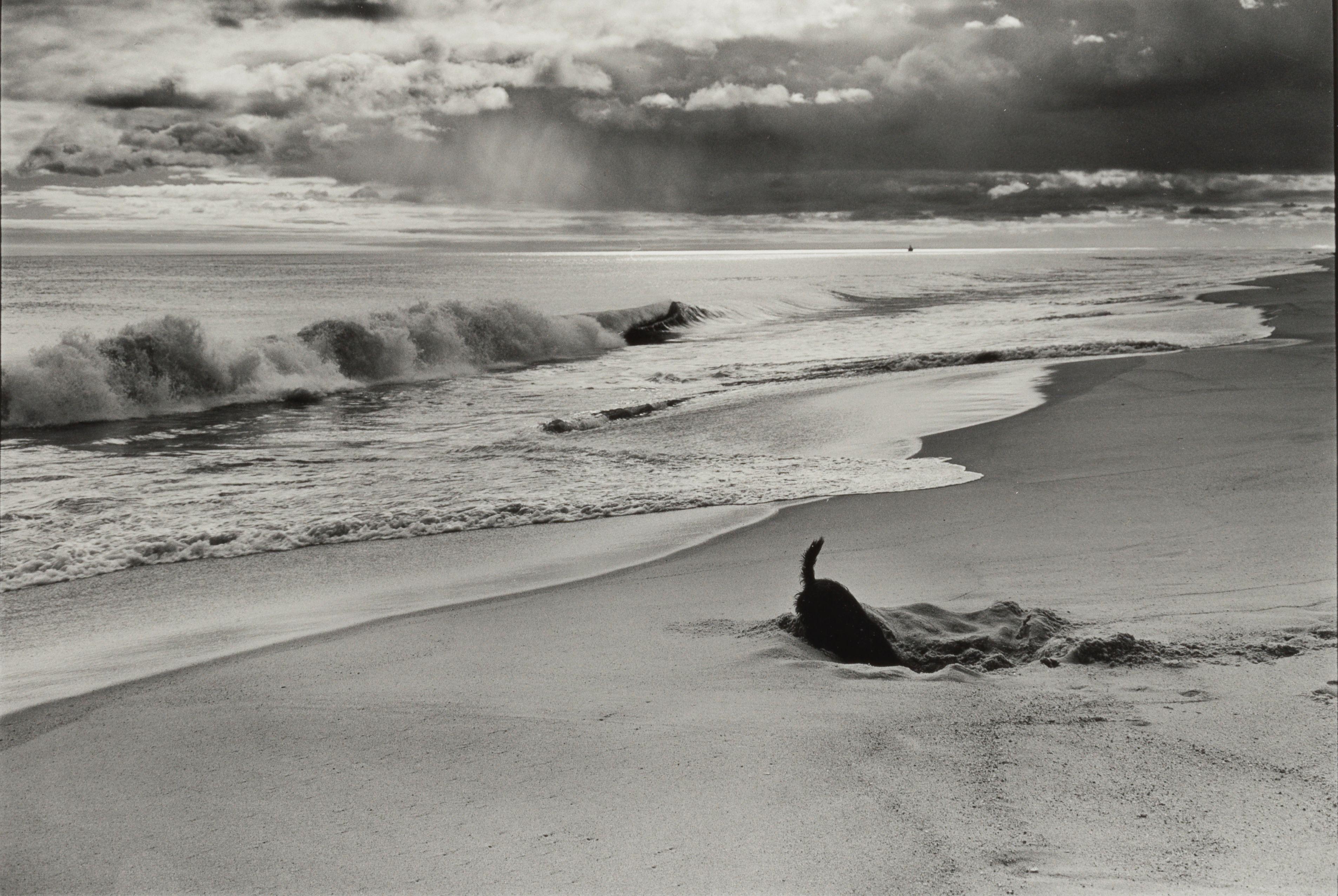 Elliott Erwitt - \'East Hampton\' (Dog on Beach)