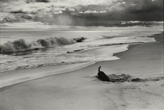 Elliott Erwitt - \'East Hampton\' (Dog on Beach)