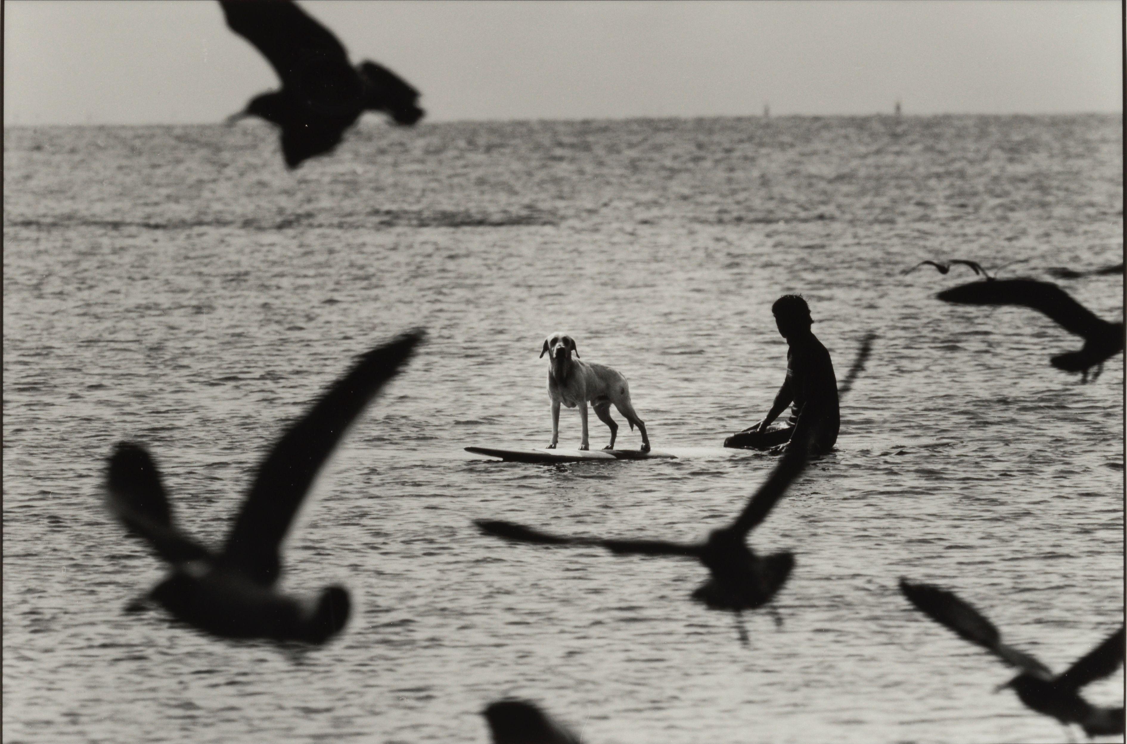 Elliott Erwitt - \'Enoshima, Japan\' (Surfing Dog)