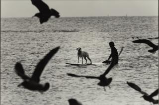 Elliott Erwitt - \'Enoshima, Japan\' (Surfing Dog)