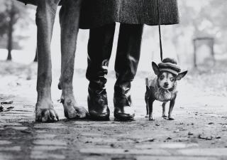 Elliott Erwitt - \'Felix, Gladys, And Rover\', 1974