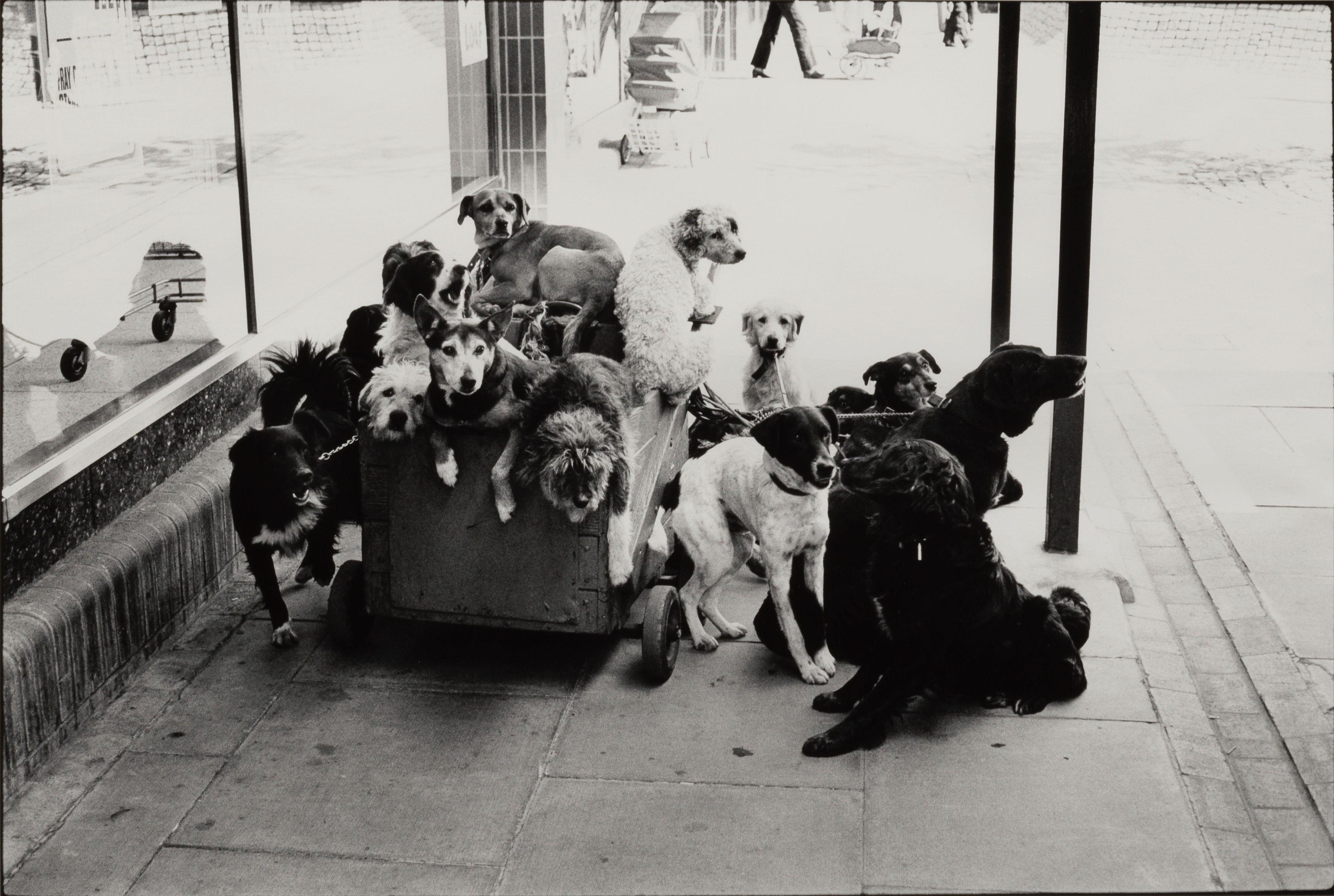 Elliott Erwitt - \'London, England\' (Dogs in Cart)