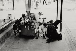 Elliott Erwitt - \'London, England\' (Dogs in Cart)