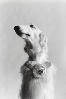 Elliott Erwitt - New York City, 1999