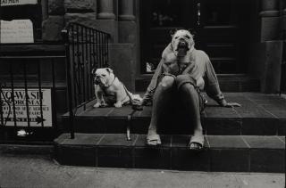 Elliott Erwitt - \'New York City\' (Bulldogs)