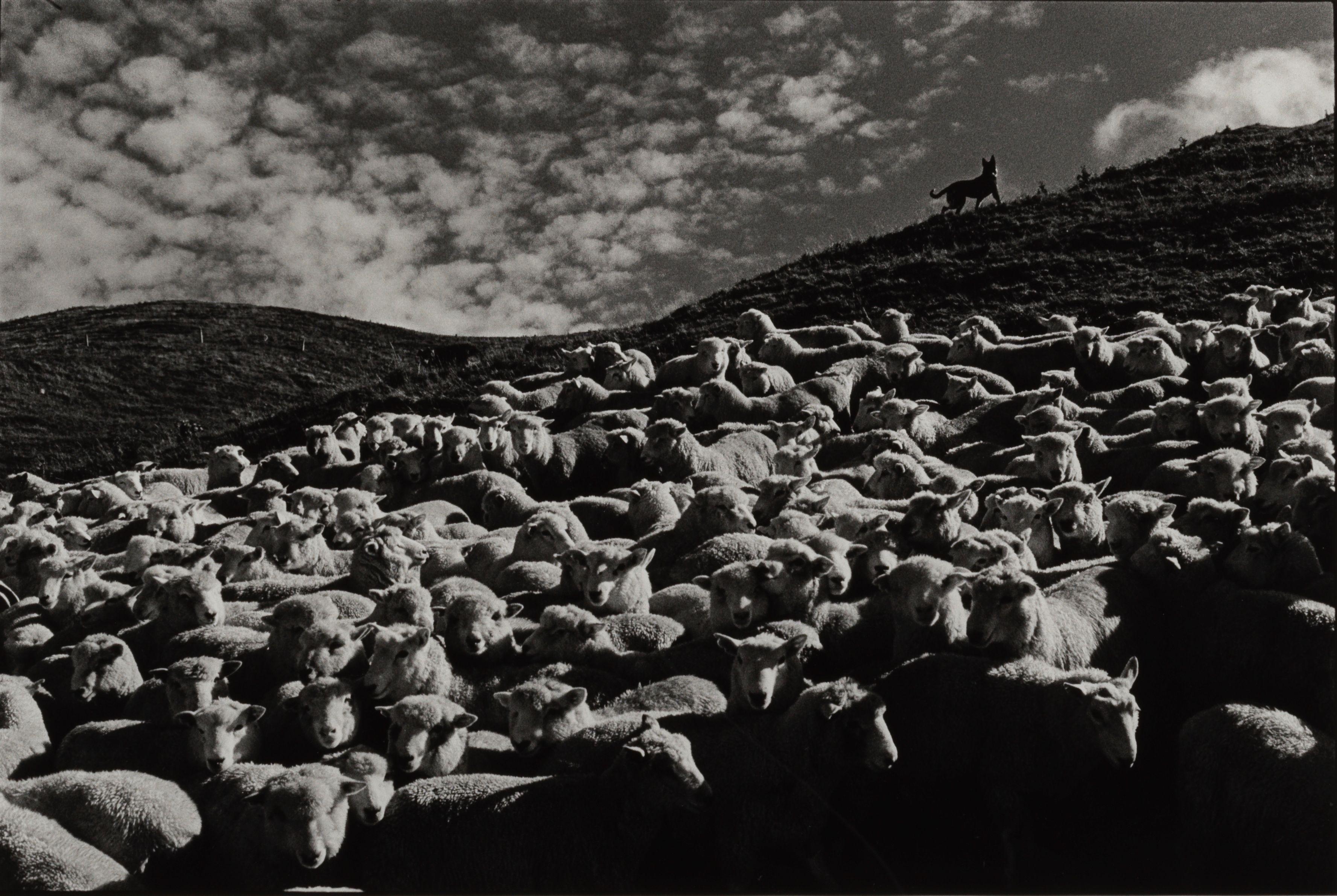 Elliott Erwitt - \'New Zealand\' (Sheep)