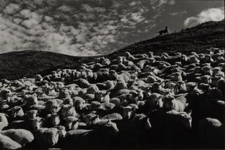 Elliott Erwitt - \'New Zealand\' (Sheep)
