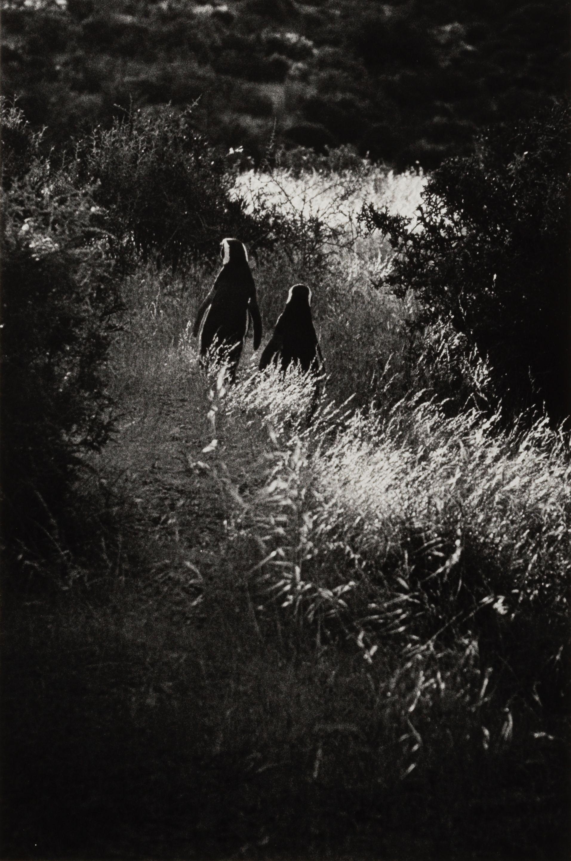 Elliott Erwitt - \'Punta Tombo, Argentina\' (Penguins)