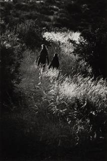 Elliott Erwitt - \'Punta Tombo, Argentina\' (Penguins)