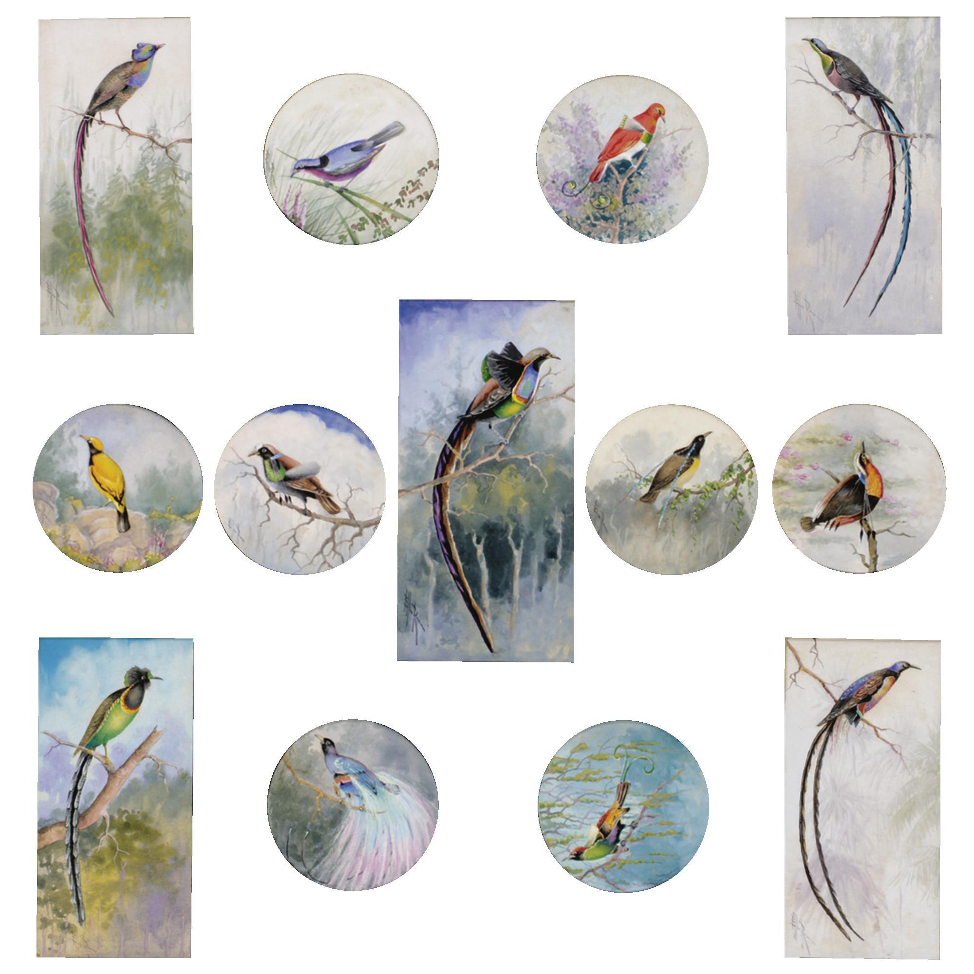 Ellis Rowan - Birds Of Paradise, New Guinea 