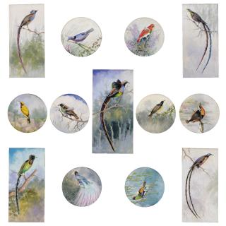 Ellis Rowan - Birds Of Paradise, New Guinea 