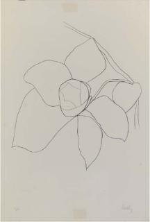 Ellsworth Kelly - Camellia II (Axsom 42)