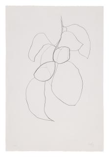 Ellsworth Kelly - Camellia Iii (Axsom 43)