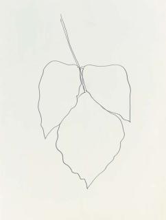 Ellsworth Kelly - Coral Leaf 15 (EK P 2.89)