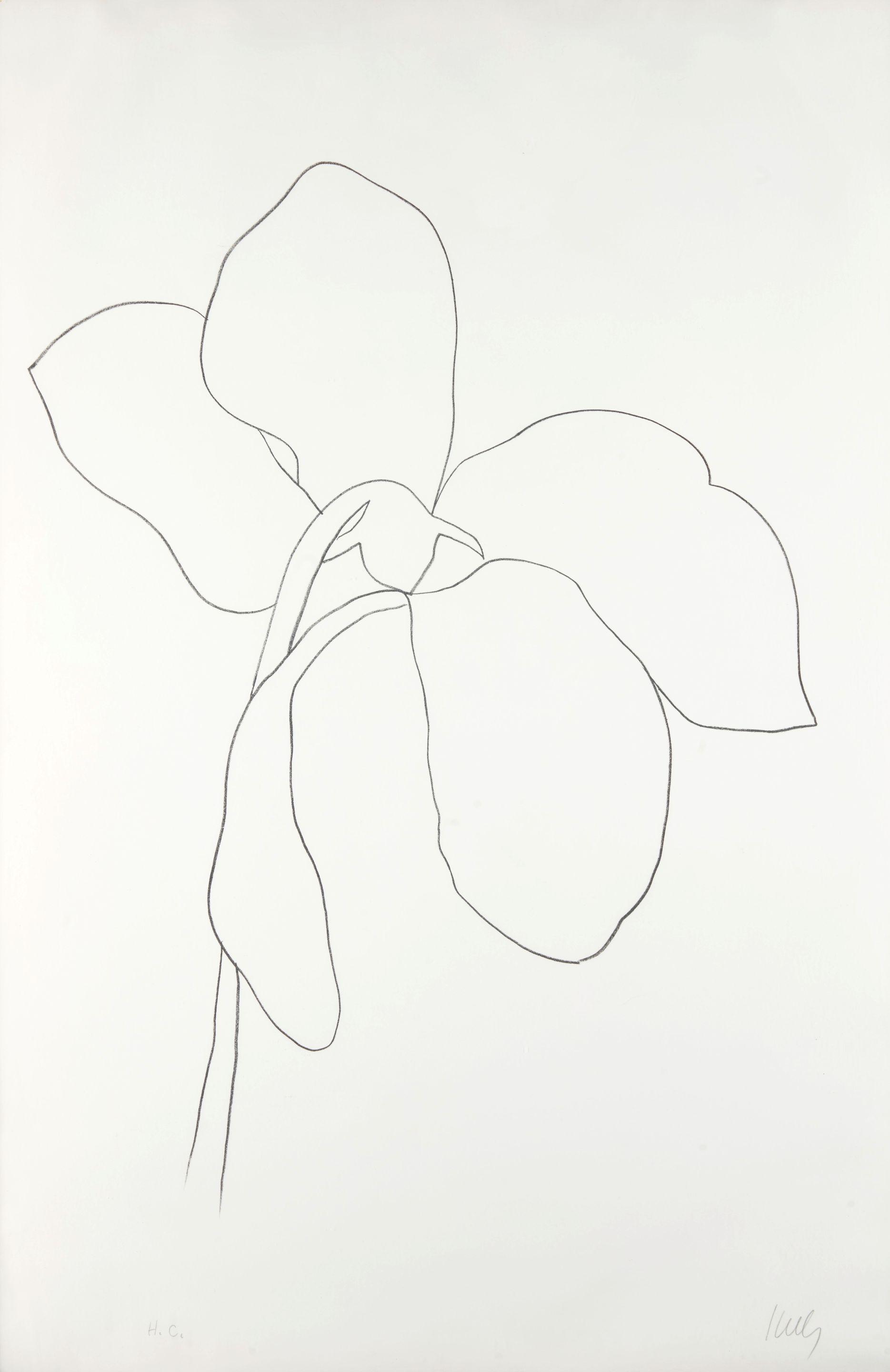 Ellsworth Kelly - Cyclamen III from Suite of Plant Lithographs