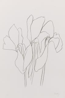 Ellsworth Kelly - Cyclamen V (Axsom 40)