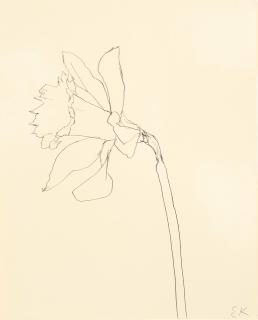 Ellsworth Kelly - Daffodil, 1980