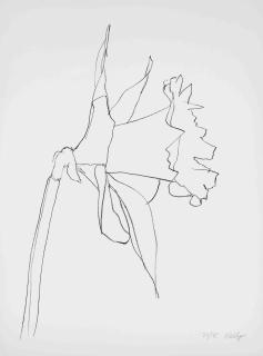 Ellsworth Kelly - Daffodil