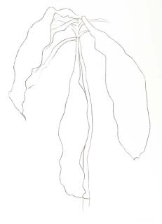 Ellsworth Kelly - Dracena I; and Dracena II (A. 212-3)