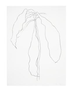 Ellsworth Kelly - Dracena II