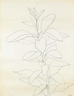 Ellsworth Kelly - Grapefruit