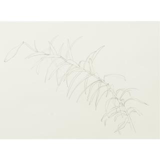 Ellsworth Kelly - Lily