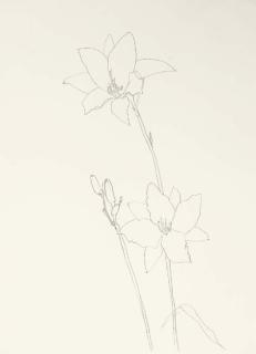 Ellsworth Kelly - Lily