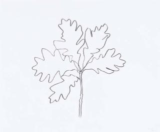 Ellsworth Kelly - Oak III, from Oak Leaves (G. 1566)