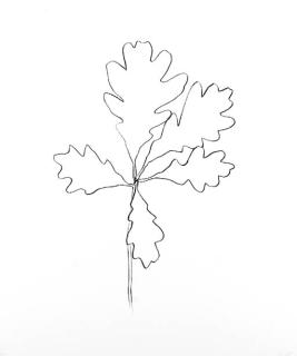 Ellsworth Kelly - Oak IV (G. 1568)