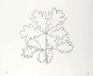 Ellsworth Kelly - Oak VI, from Oak Leaves (G. 1570)
