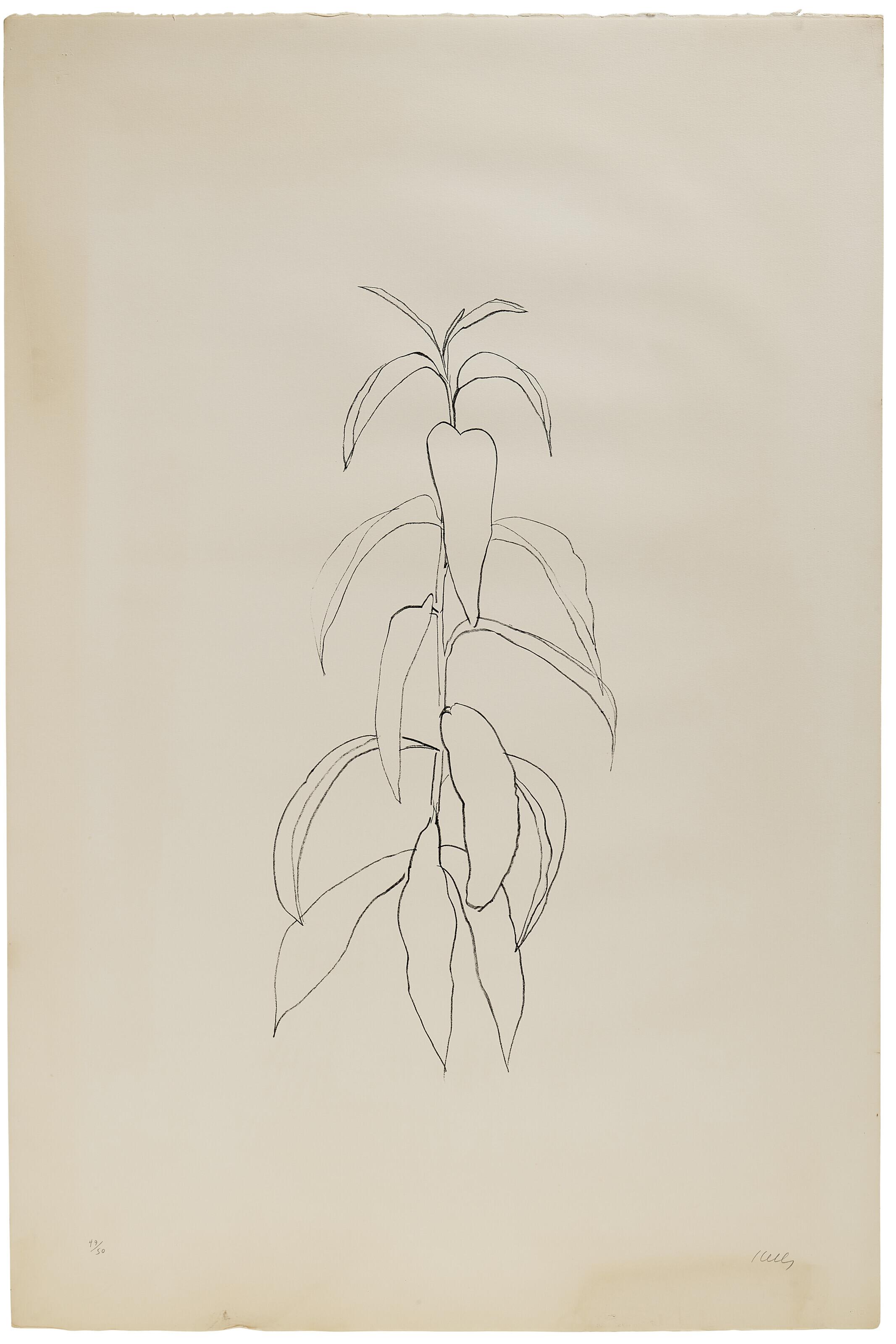 Ellsworth Kelly - Peach Branch, da: Leaves