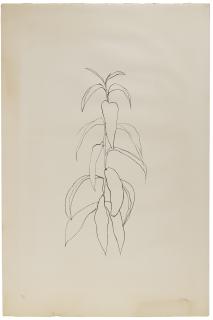 Ellsworth Kelly - Peach Branch, da: Leaves